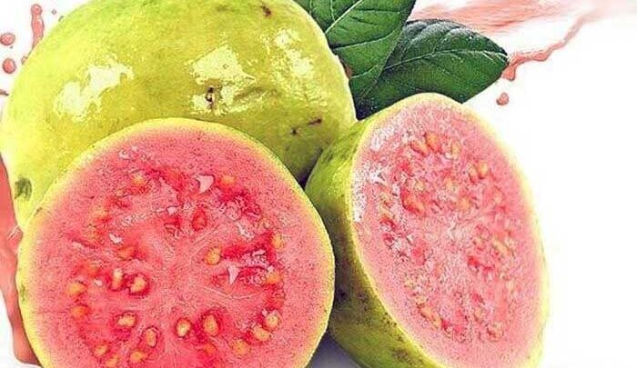 Obat Herbal untuk Demam Berdarah