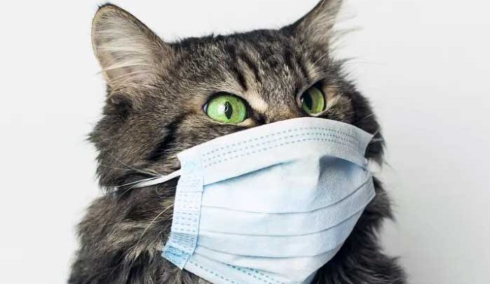 Antara Kucing dan Rokok
