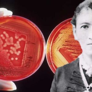 Fanny Hesse, Ibu Kultur Bakteri