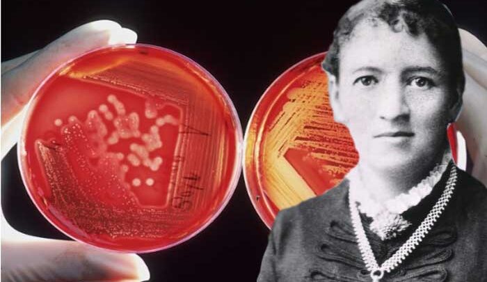 Fanny Hesse, Ibu Kultur Bakteri