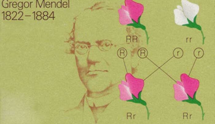 Gregor Mandel