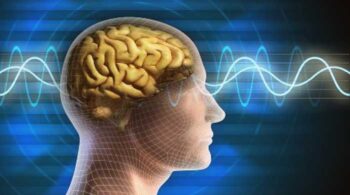 Temuan Baru tentang Memori Otak